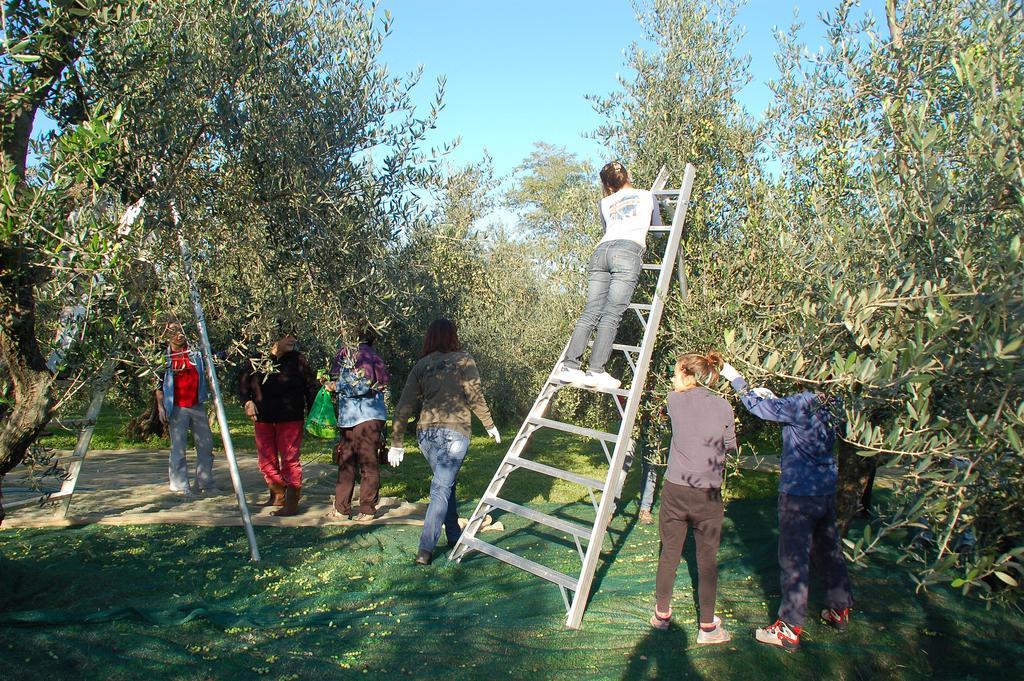 Il Podere Di Giustina Montecarlo Exterior photo